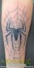 Solid Black Spider on a grey Web forearm